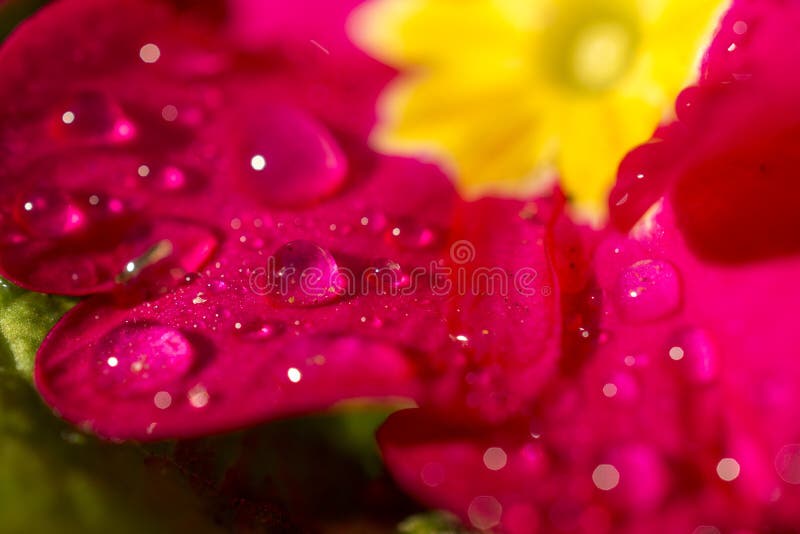 Detail of the dew drops on the purple petals of a beautiful plant. Detail of the dew drops on the purple petals of a beautiful plant.