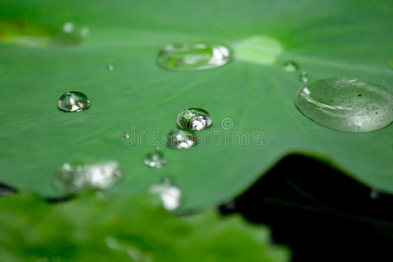 Gotas del agua en una hoja del loto imagen de archivo Gotas del agua en una hoja del loto imagen de archivo