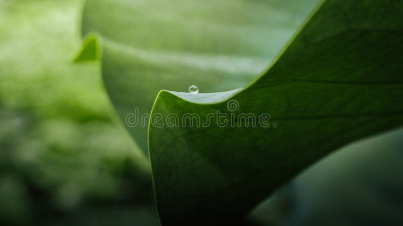 Gotas na folha dos lótus fotografia de stock royalty free Gotas na folha dos lótus fotografia de stock royalty free