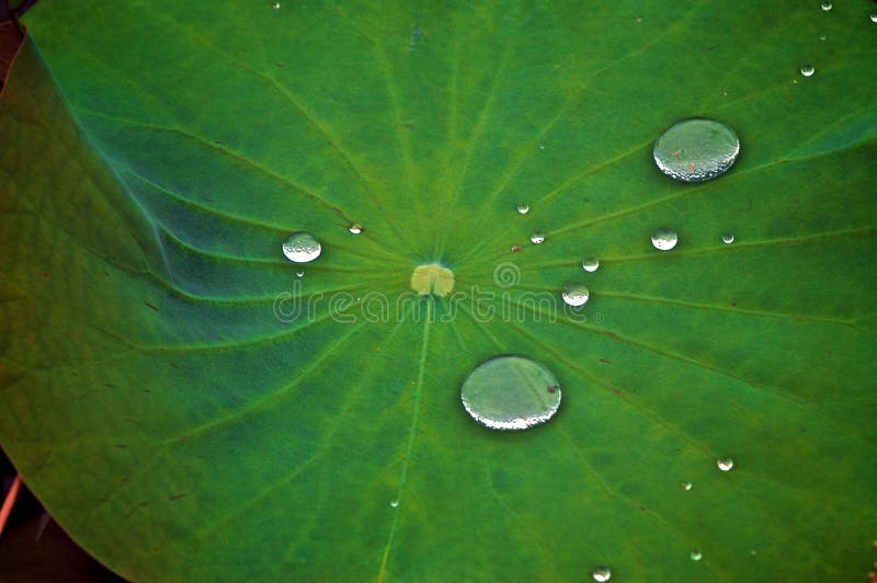 Gotas suspendidas na folha verde imagem de stock Gotas suspendidas na folha verde imagem de stock