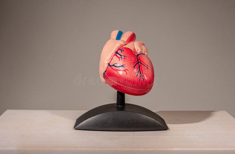 Plastic medical model of the human heart..