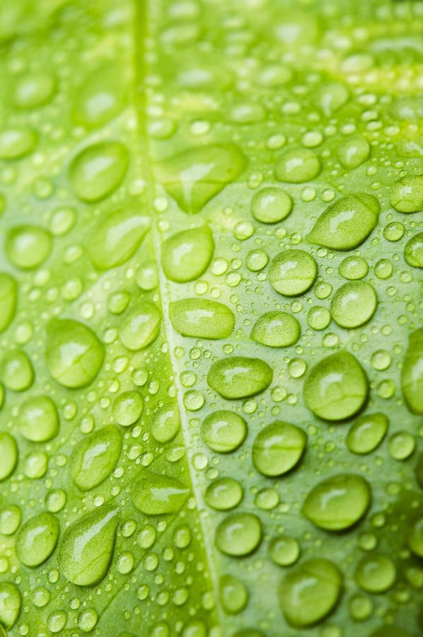 Details of water droplets on a green lotus leaf. Details of water droplets on a green lotus leaf