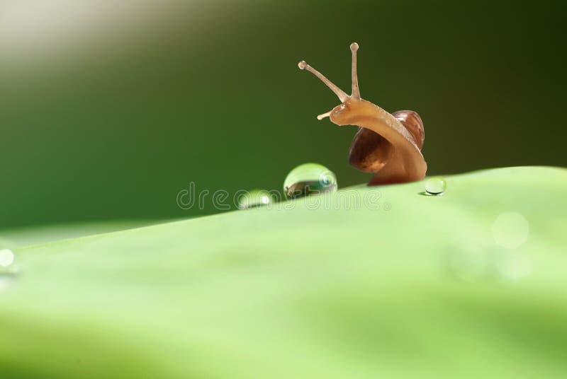 Snail on leaf with morning droplets. Snail on leaf with morning droplets