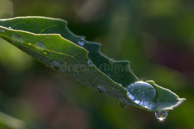 Water Droplets on Leaf with back light. Water Droplets on Leaf with back light