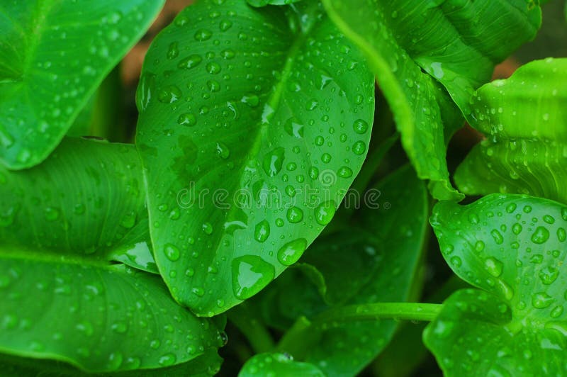 Droplets of water on Calla leaves after a heavy downpour. Droplets of water on Calla leaves after a heavy downpour.