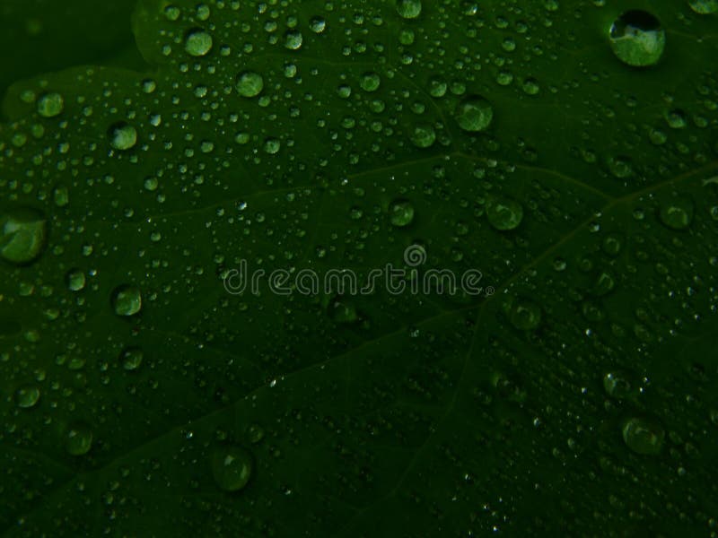 Gotitas de agua en las hojas de una planta fotos de archivo libres de regalías Gotitas de agua en las hojas de una planta fotos de archivo libres de regalías