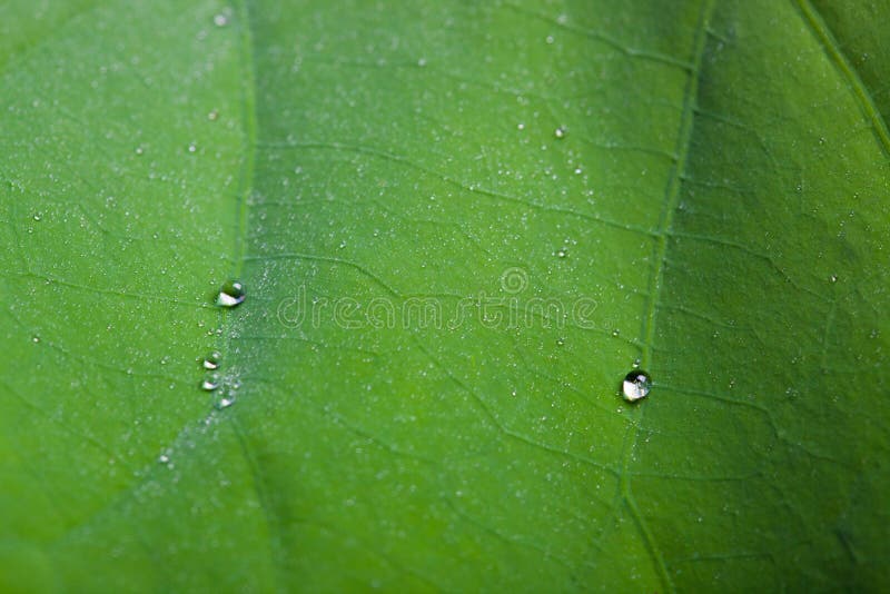 Gotitas de agua minúsculas en la hoja de Lotus fotos de archivo Gotitas de agua minúsculas en la hoja de Lotus fotos de archivo