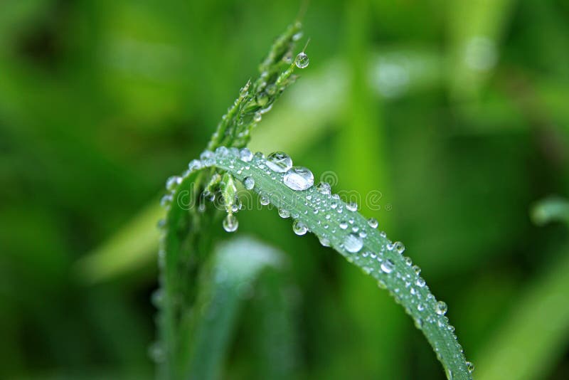 Green Fern Leaf with water droplets. Green Fern Leaf with water droplets