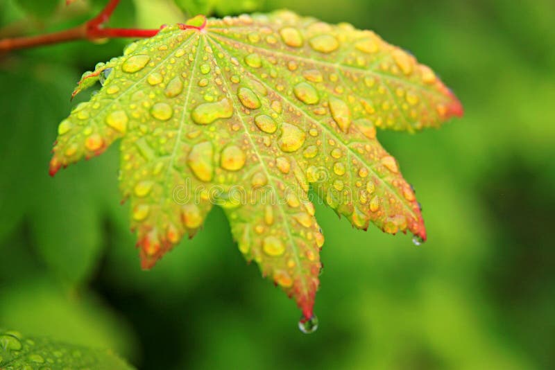 Reddish Leaf with water droplets. Reddish Leaf with water droplets