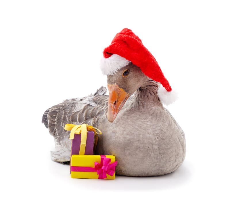 Gray goose in a Christmas hat with gifts isolated on a white background. Gray goose in a Christmas hat with gifts isolated on a white background