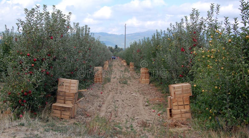 Picture of a apple orchard and wooden boxes. Picture of a apple orchard and wooden boxes