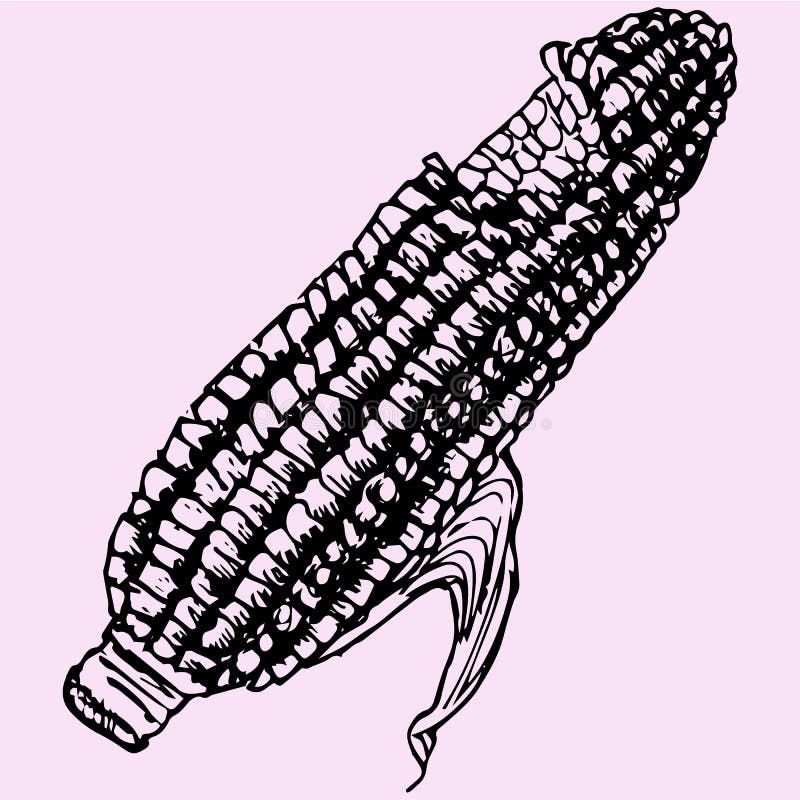 Boiled corn doodle style sketch illustration hand drawn vector. Boiled corn doodle style sketch illustration hand drawn vector