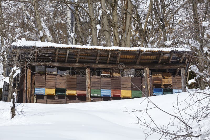 Gotthard massif (Switzerland) - Beehives at snow