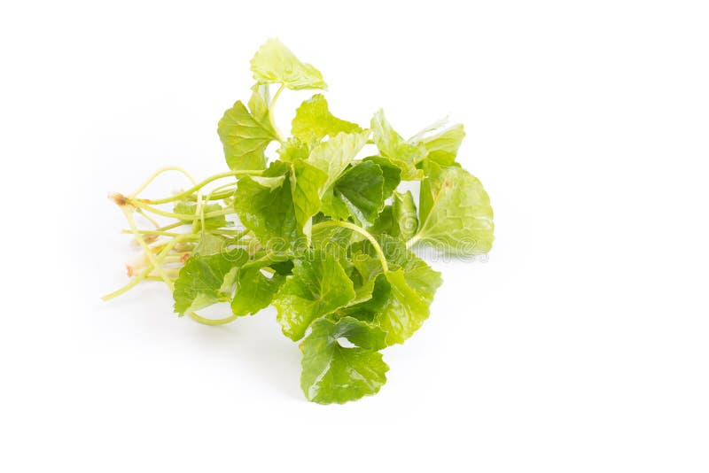 Gotu kola green leaves stock photo Gotu kola green leaves stock photo