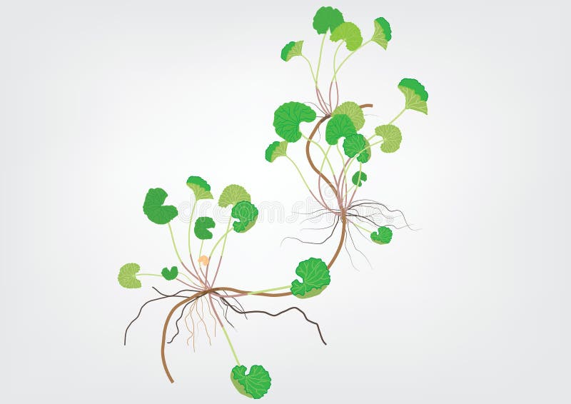 Gotu kola plant or Centella asiatica on light yellow background isolated pi...