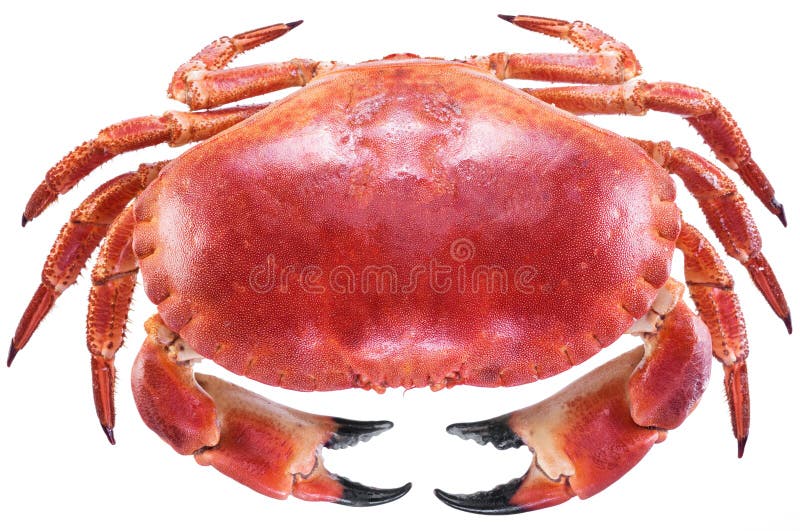 Gotujący brown krab lub jadalny krab obrazy royalty free Gotujący brown krab lub jadalny krab obrazy royalty free
