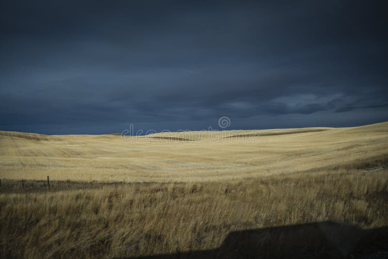 Goud door de gebieden van de zontarwe in Canada wordt gekleurd dat stock fotografie Goud door de gebieden van de zontarwe in Canada wordt gekleurd dat stock fotografie