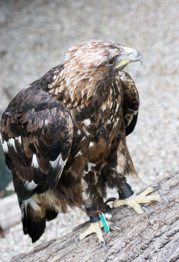 Gouden adelaar (Aquila-chrysaetos) in gevangenschap royalty-vrije stock fotografie Gouden adelaar (Aquila-chrysaetos) in gevangenschap royalty-vrije stock fotografie