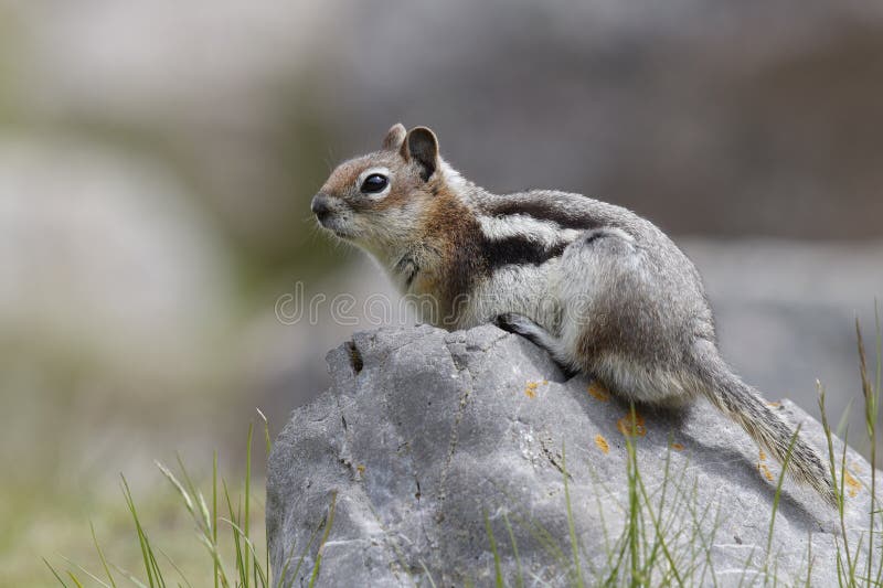 Golden-mantled Ground Squirrel (Callospermophilus lateralis) sitting on a boulder - Jasper National Park, Alberta, Canada. Golden-mantled Ground Squirrel (Callospermophilus lateralis) sitting on a boulder - Jasper National Park, Alberta, Canada