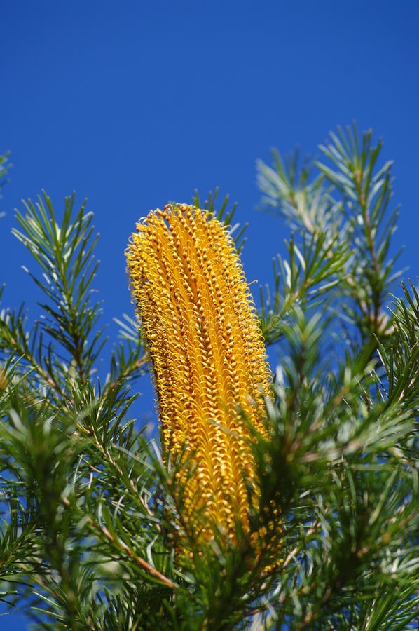 Gouden de Bloem van Banksia