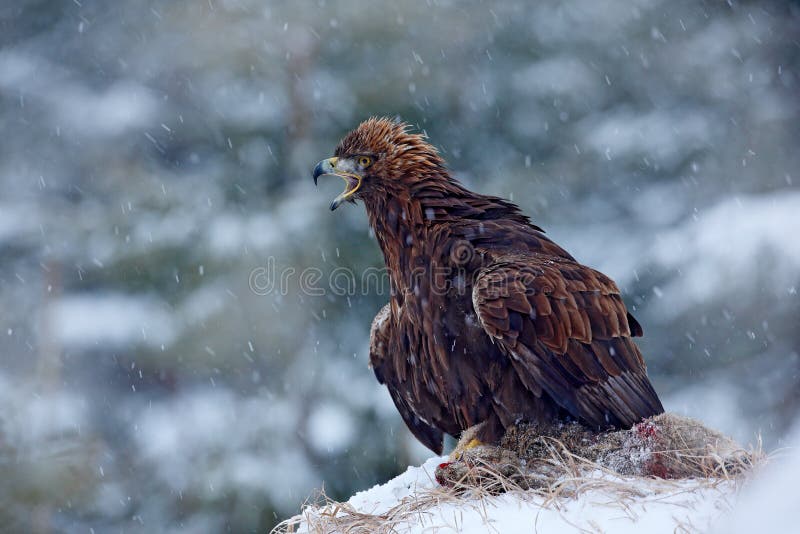 Gouden Eagle in sneeuw met dodenhazen, sneeuw in het bos tijdens de winter Eagle met Vangst Het wild die scène van aard wieden ko royalty-vrije stock foto Gouden Eagle in sneeuw met dodenhazen, sneeuw in het bos tijdens de winter Eagle met Vangst Het wild die scène van aard wieden ko royalty-vrije stock foto