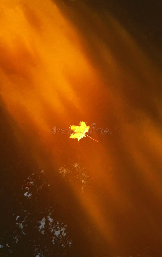 Gouden esdoornblad die in een kreek in zonlicht afdrijven stock foto's Gouden esdoornblad die in een kreek in zonlicht afdrijven stock foto's
