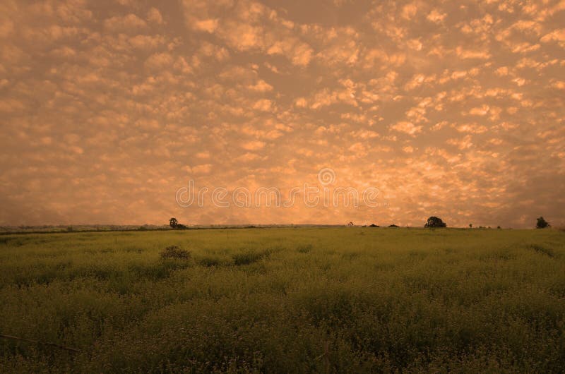 Gouden fonkelingshemel over groen gebied stock foto's Gouden fonkelingshemel over groen gebied stock foto's