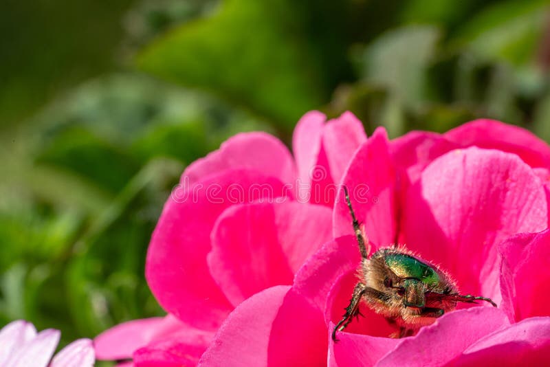 gouden-gekleurd nam kever zit op een rode bloem van een bloem in de zonneschijn toe stock afbeeldingen gouden-gekleurd nam kever zit op een rode bloem van een bloem in de zonneschijn toe stock afbeeldingen