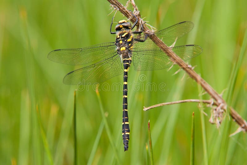 Gouden-geringde Libel (boltonii Cordulegaster) stock fotografie Gouden-geringde Libel (boltonii Cordulegaster) stock fotografie