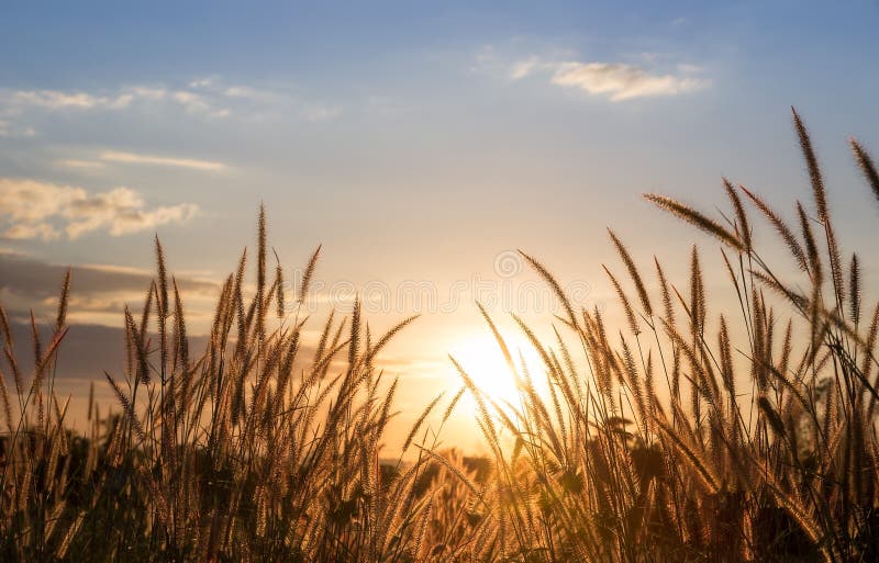 Gouden gras, zonsondergang op de achtergrond royalty-vrije stock foto's
