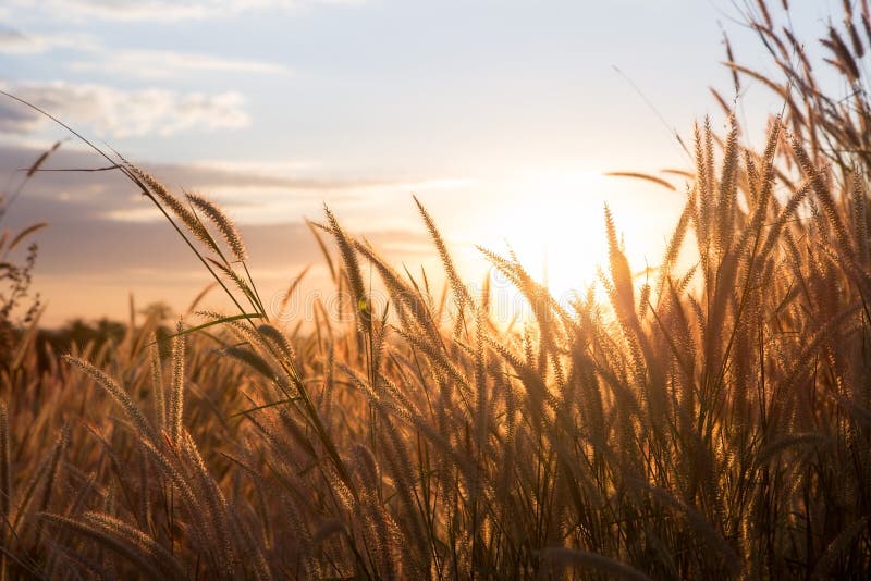 Gouden gras, zonsondergangachtergrond stock fotografie