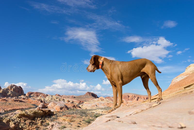 Gouden hond die zich in de vallei van brand bevindt stock foto's Gouden hond die zich in de vallei van brand bevindt stock foto's