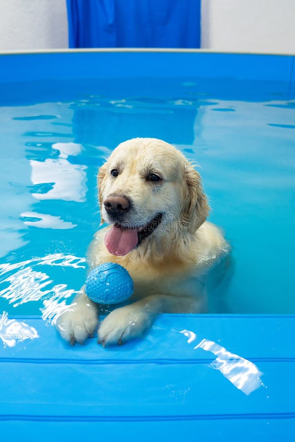 golden retriever dog playing with ball in the swimming pool. Pet rehabilitation. Recovery training prevention for hydrotherapy. pet health care. golden retriever dog playing with ball in the swimming pool. Pet rehabilitation. Recovery training prevention for hydrotherapy. pet health care