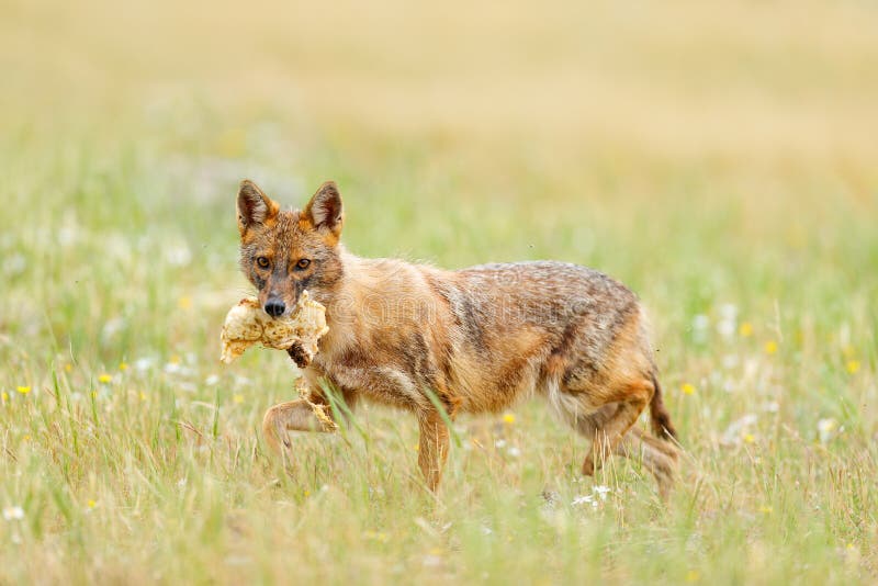 kanaal pindas debat Gouden Jakhals, Goudhoudende, Het Voeden Van Canis Scène Met Grasweide, Madzharovo, Rhodopes, Bulgarije Balkan Het Wild Wild Hond Stock Afbeelding - Image of voedsel, europa: 110442805 kanaal pindas debat Gouden Jakhals, Goudhoudende, Het Voeden Van Canis Scène Met Grasweide, Madzharovo, Rhodopes, Bulgarije Balkan Het Wild Wild Hond Stock Afbeelding - Image of voedsel, europa: 110442805