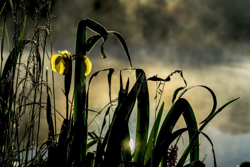 Gouden licht van vroege ochtend van Wilde bloem van mooi geel lis De zomervijver, dageraad, eerste stralen van zon seizoenen stock foto Gouden licht van vroege ochtend van Wilde bloem van mooi geel lis De zomervijver, dageraad, eerste stralen van zon seizoenen stock foto