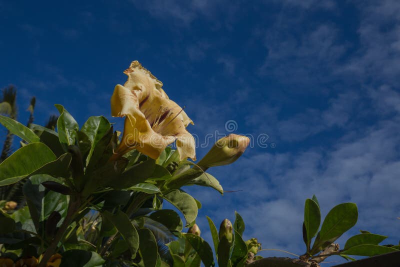 Gouden miskelkwijnstok - Solandra-maxima - bloemen stock foto's Gouden miskelkwijnstok - Solandra-maxima - bloemen stock foto's