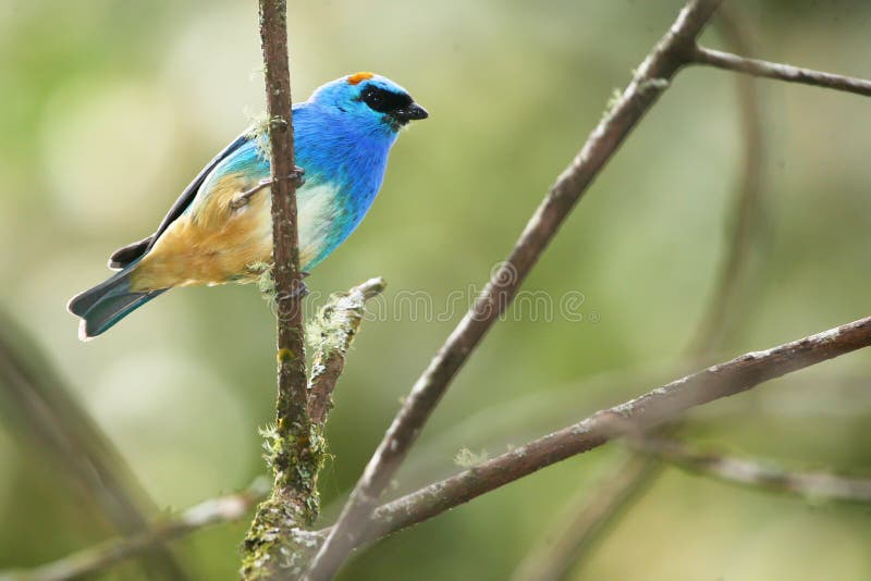Gouden-Naped tanager, tropische vogel in Peru royalty-vrije stock afbeeldingen Gouden-Naped tanager, tropische vogel in Peru royalty-vrije stock afbeeldingen