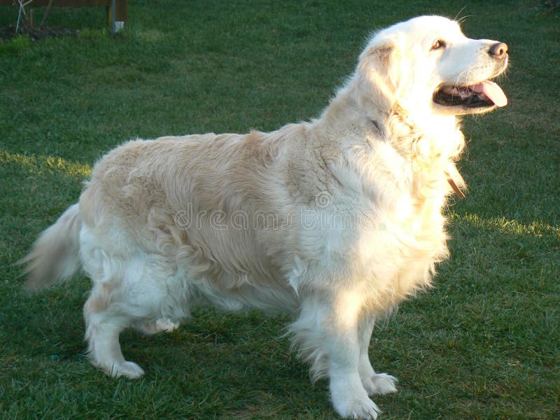 Gouden Retriever royalty-vrije stock foto's Gouden Retriever royalty-vrije stock foto's