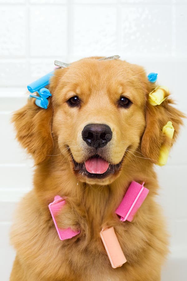 A happy golden retriever dog with a happy expression on his face. His fur is covered with colorful hair curlers. A happy golden retriever dog with a happy expression on his face. His fur is covered with colorful hair curlers.