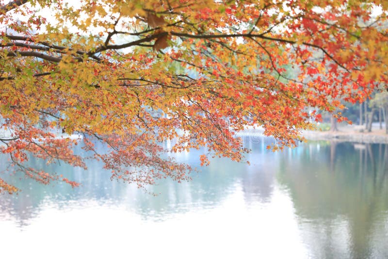 Gouden rode de Esdoornboom van Autumn Yellow van het Dalingsgebladerte adn stock afbeelding Gouden rode de Esdoornboom van Autumn Yellow van het Dalingsgebladerte adn stock afbeelding