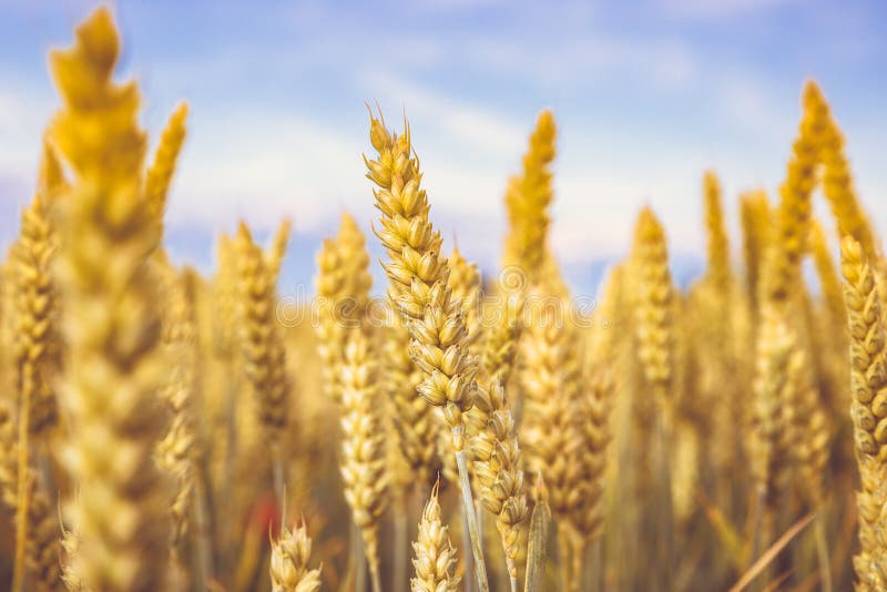 Gouden tarwe rijp op het gebied Tarwesteel en korrel dicht p, selectieve nadruk zachte schaduwen van de gele en oranje Zomer als stock afbeelding Gouden tarwe rijp op het gebied Tarwesteel en korrel dicht p, selectieve nadruk zachte schaduwen van de gele en oranje Zomer als stock afbeelding