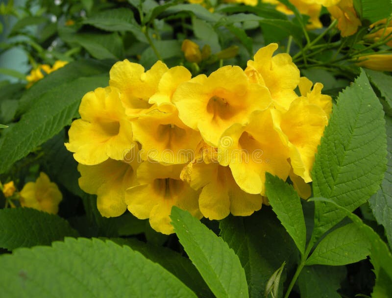 Gouden trompetboom (Tabebuia-chrysantha) stock afbeeldingen Gouden trompetboom (Tabebuia-chrysantha) stock afbeeldingen