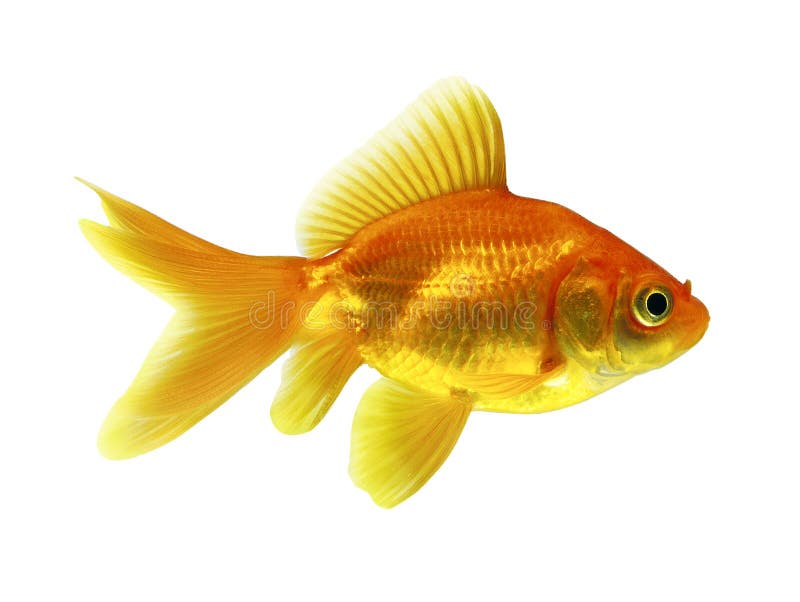 Goudvis stock afbeeldingen