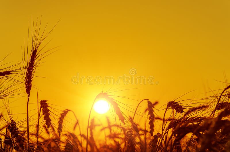 Gouden zonsondergang over oogstgebied royalty-vrije stock fotografie Gouden zonsondergang over oogstgebied royalty-vrije stock fotografie