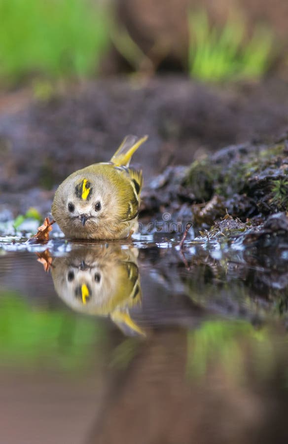Goudhaan Goldcrest, Regulusregulus royaltyfri bild