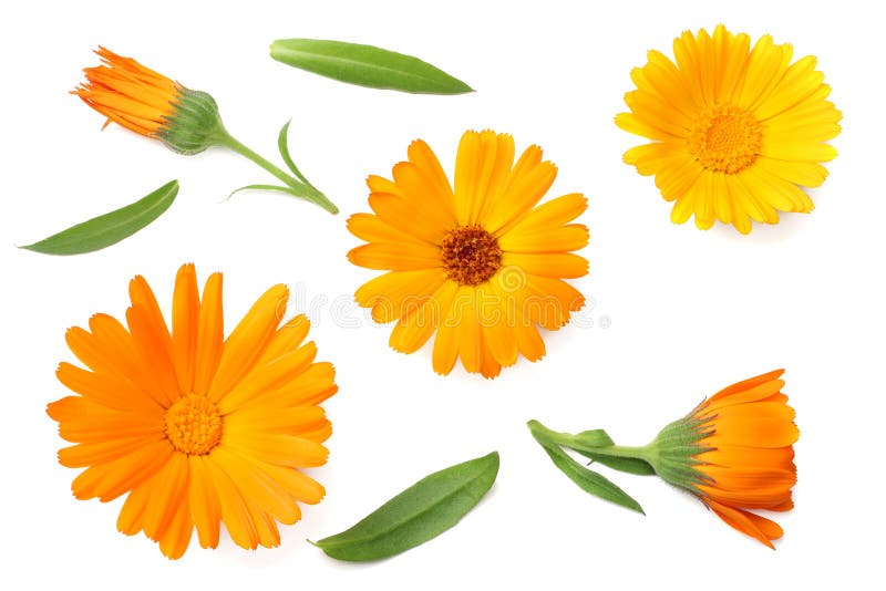 goudsbloembloemen met groen die blad op witte achtergrond wordt geïsoleerd De bloem van Calendula Hoogste mening royalty-vrije stock foto goudsbloembloemen met groen die blad op witte achtergrond wordt geïsoleerd De bloem van Calendula Hoogste mening royalty-vrije stock foto