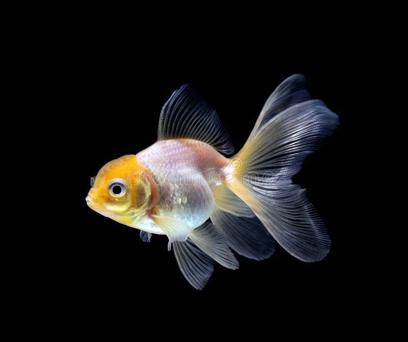 goudvis op een donkere zwarte achtergrond wordt ge?soleerd die stock foto goudvis op een donkere zwarte achtergrond wordt ge?soleerd die stock foto