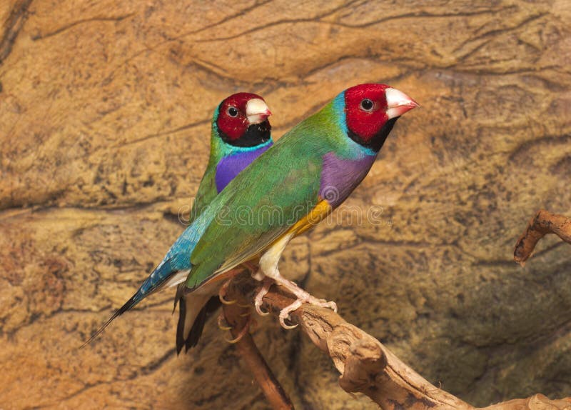 Gould`s finch or the rainbow finch Erythrura gouldiae. Beutiful Tropic Bird, Lady Gouldian finch, Gould`s finch or the rainbow finch Erythrura gouldiae royalty free stock images Gould`s finch or the rainbow finch Erythrura gouldiae. Beutiful Tropic Bird, Lady Gouldian finch, Gould`s finch or the rainbow finch Erythrura gouldiae royalty free stock images