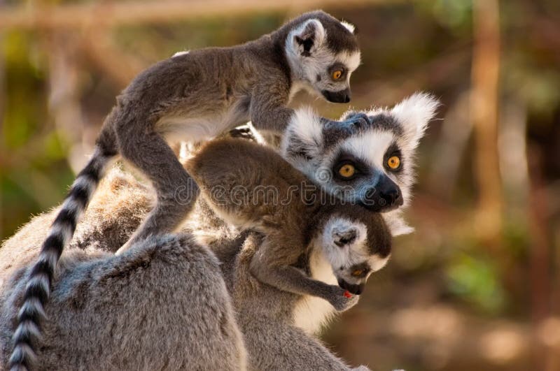 A goup of cute ring-tailed lem