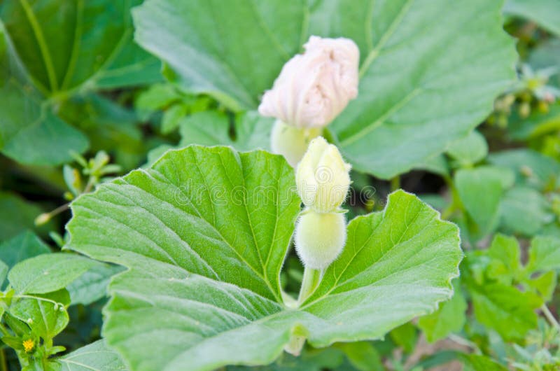 Gourd de frasco unripe fresco imagens de stock Gourd de frasco unripe fresco imagens de stock